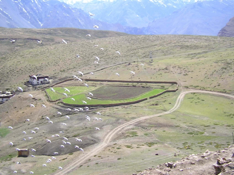 The Legend of Komic Monastery in Spiti.