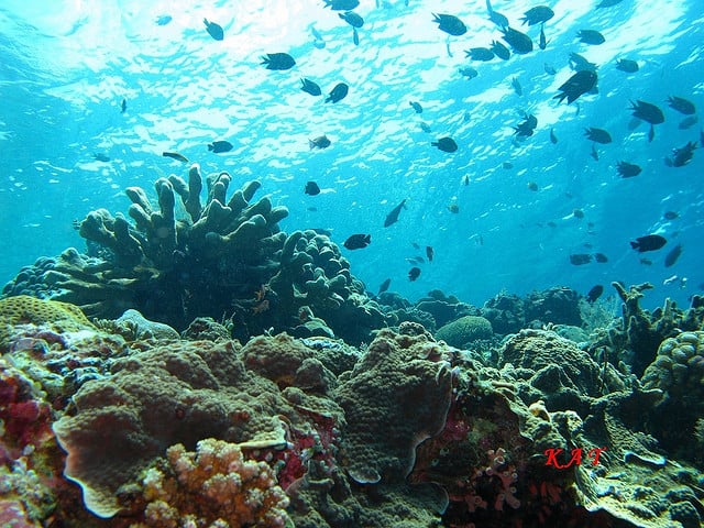 underwater Bunaken Bunaken, snorkeling, diving, underwater