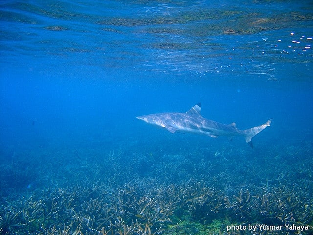 Black tip Shark Perhentian Islands Black tip shark, Pulau Perhentian, Perhentian Islands, Malaysia beaches, travel