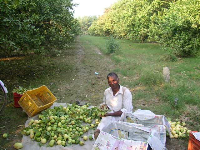 Punjab fruit farm guava Guavas, Punjab, fruit farm, countryside, offbeat travel