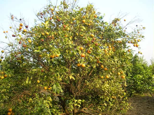Fruit farm Punjab Keenu trees, Punjab, fruit farm, countryside, offbeat travel