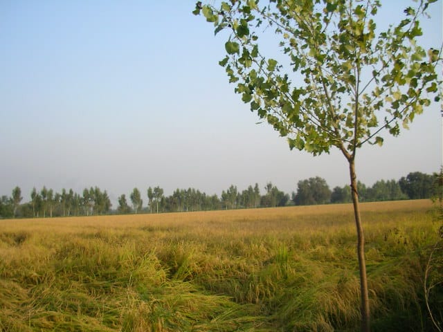 Basmati Rice Punjab Basmati Rice, Punjab, fruit farm, countryside, offbeat travel