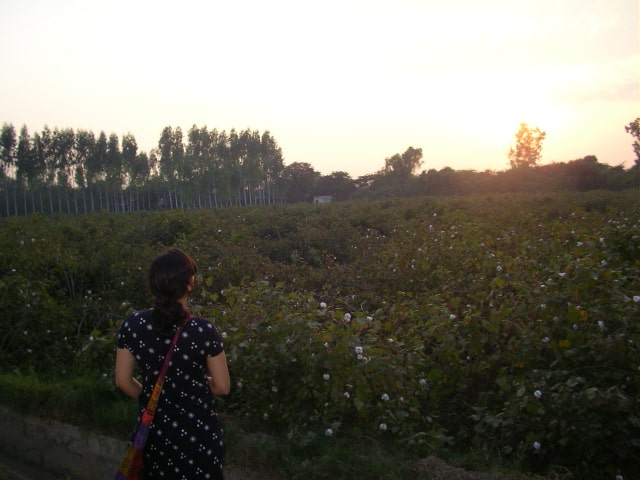 Sunrise Punjab countryside Punjab, countryside, sunrise, cotton farm, fruit farm, offbeat weekend travel