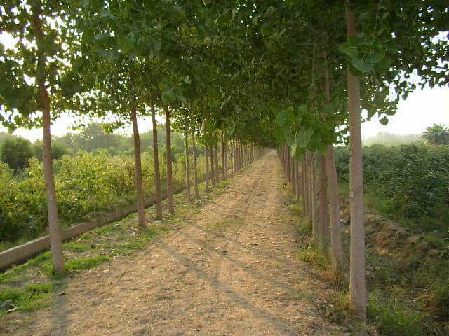 From Punjab, With Love.