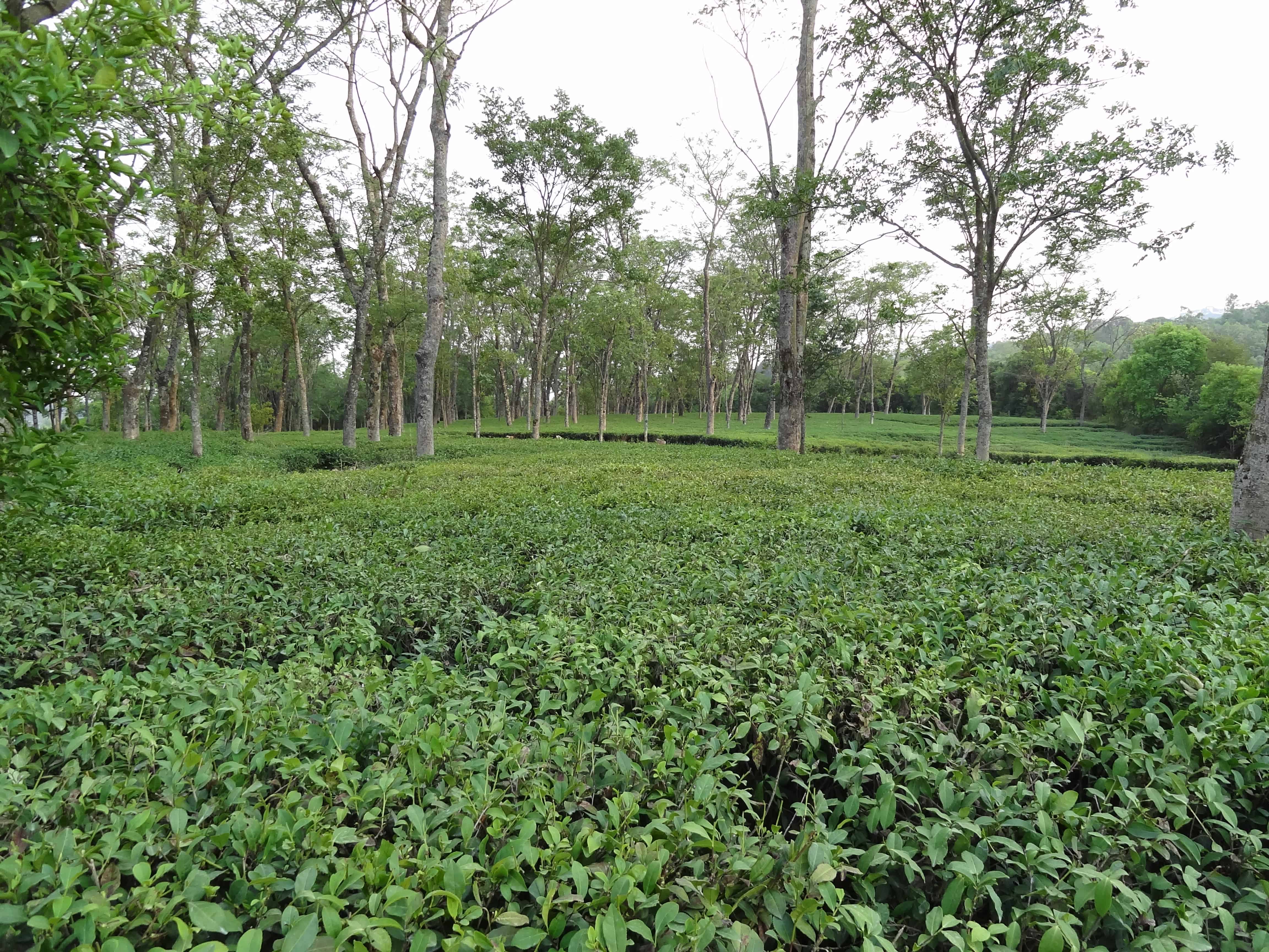 India Darang tea estate Darang Tea Estate, Kangra tea, Palampur tea, Himalayas, india countryside, ecotourism India, north India travel, Darang, Darang tea estate, Himachal Pradesh village