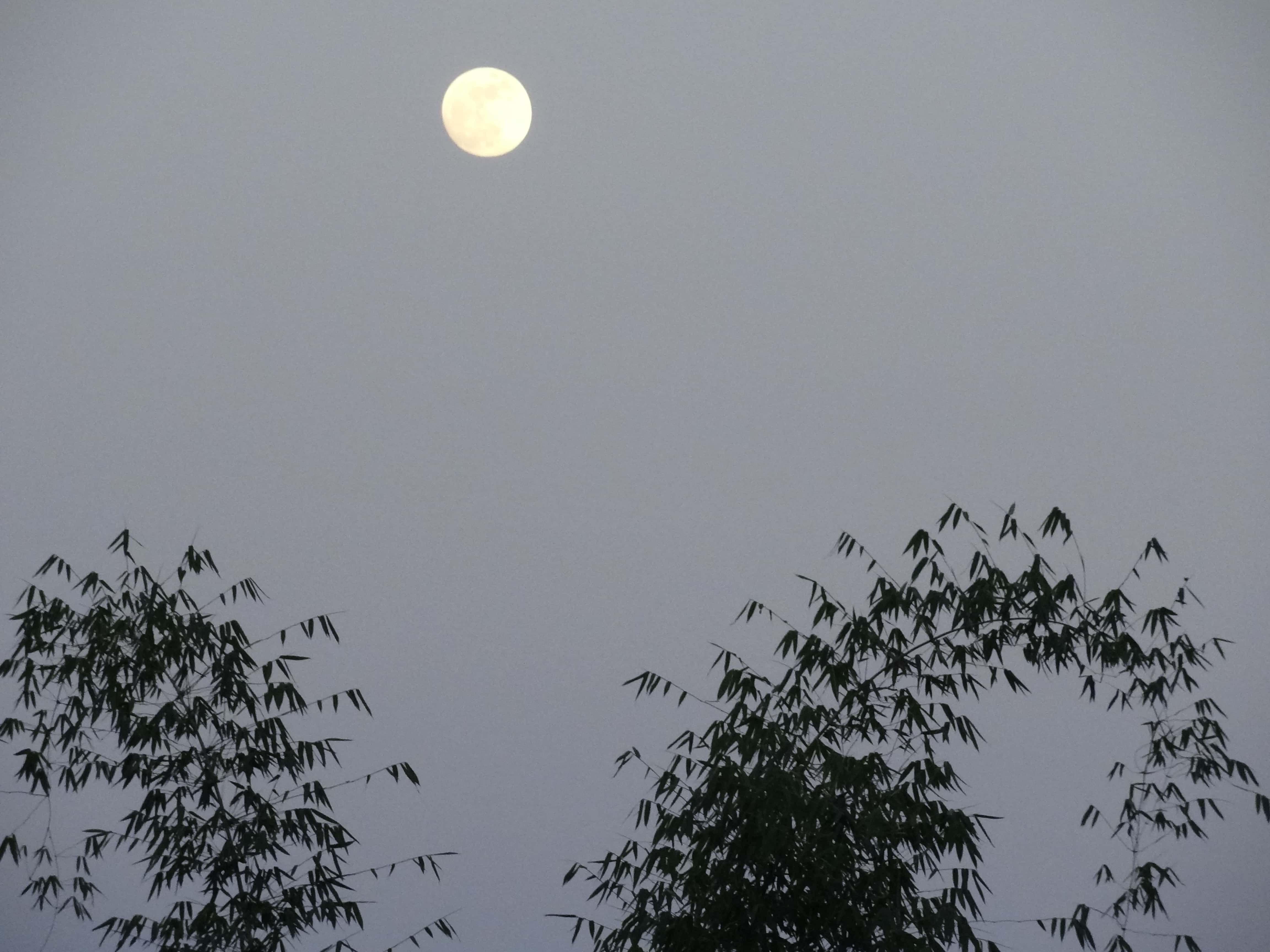 full moon Himachal Darang Tea Estate, Kangra tea, full moon, Palampur tea, Himalayas, india countryside, ecotourism India, north India travel, Darang, Darang tea estate, Himachal Pradesh village