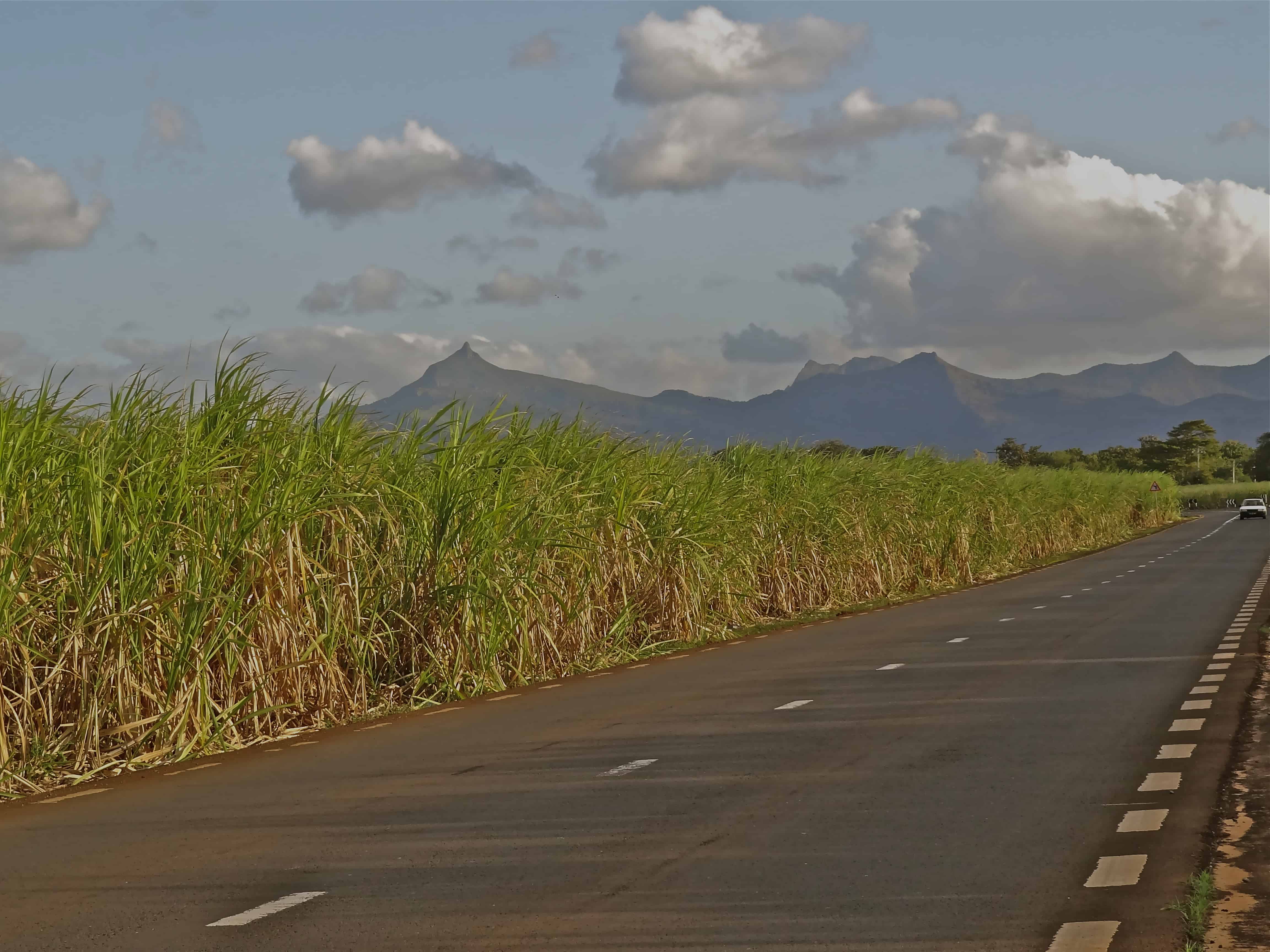 Mauritius island, Mauritius things to do, Mauritius country, Mauritius sugarcane, Mauritius photos