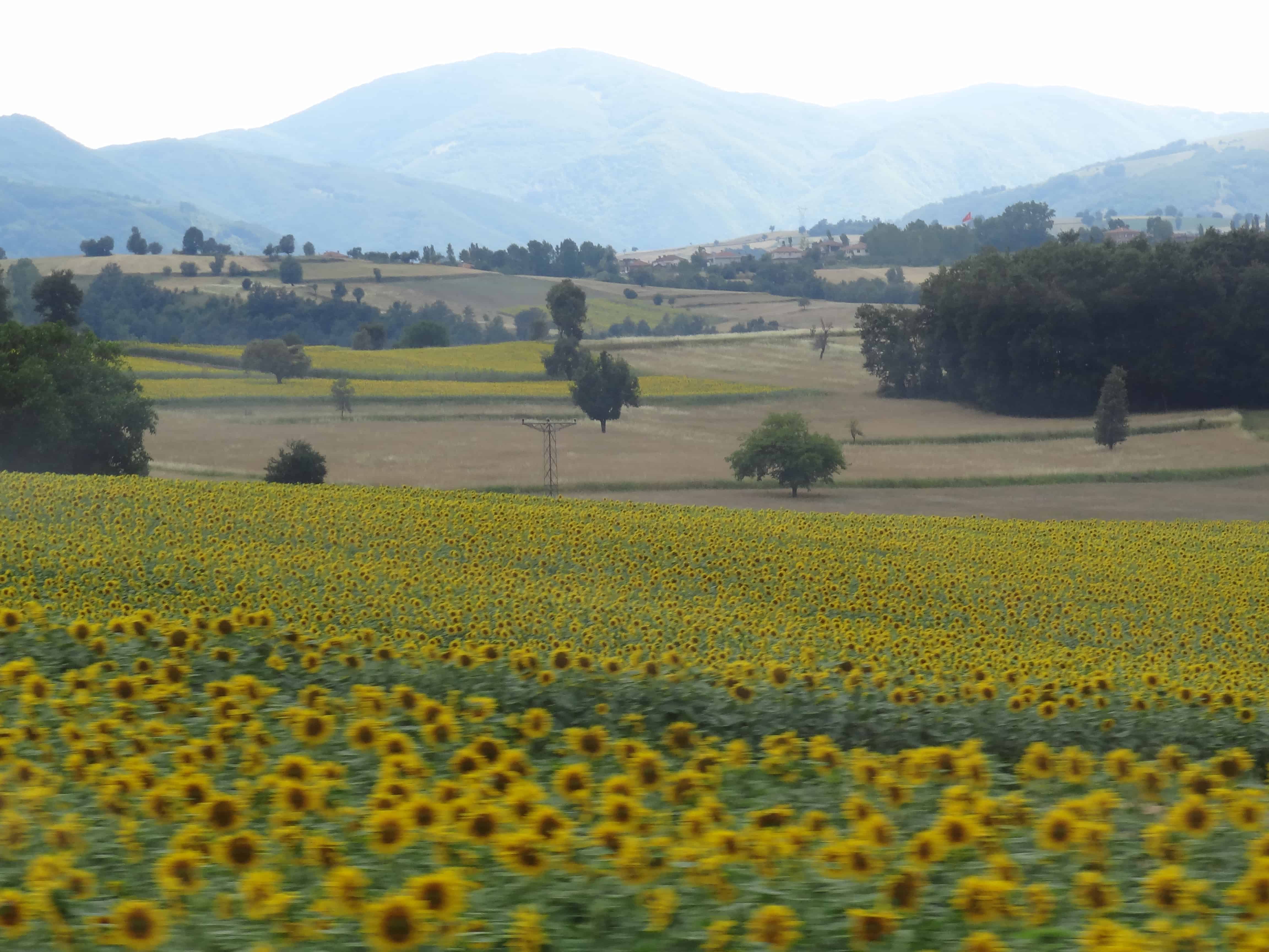 sunflower fields