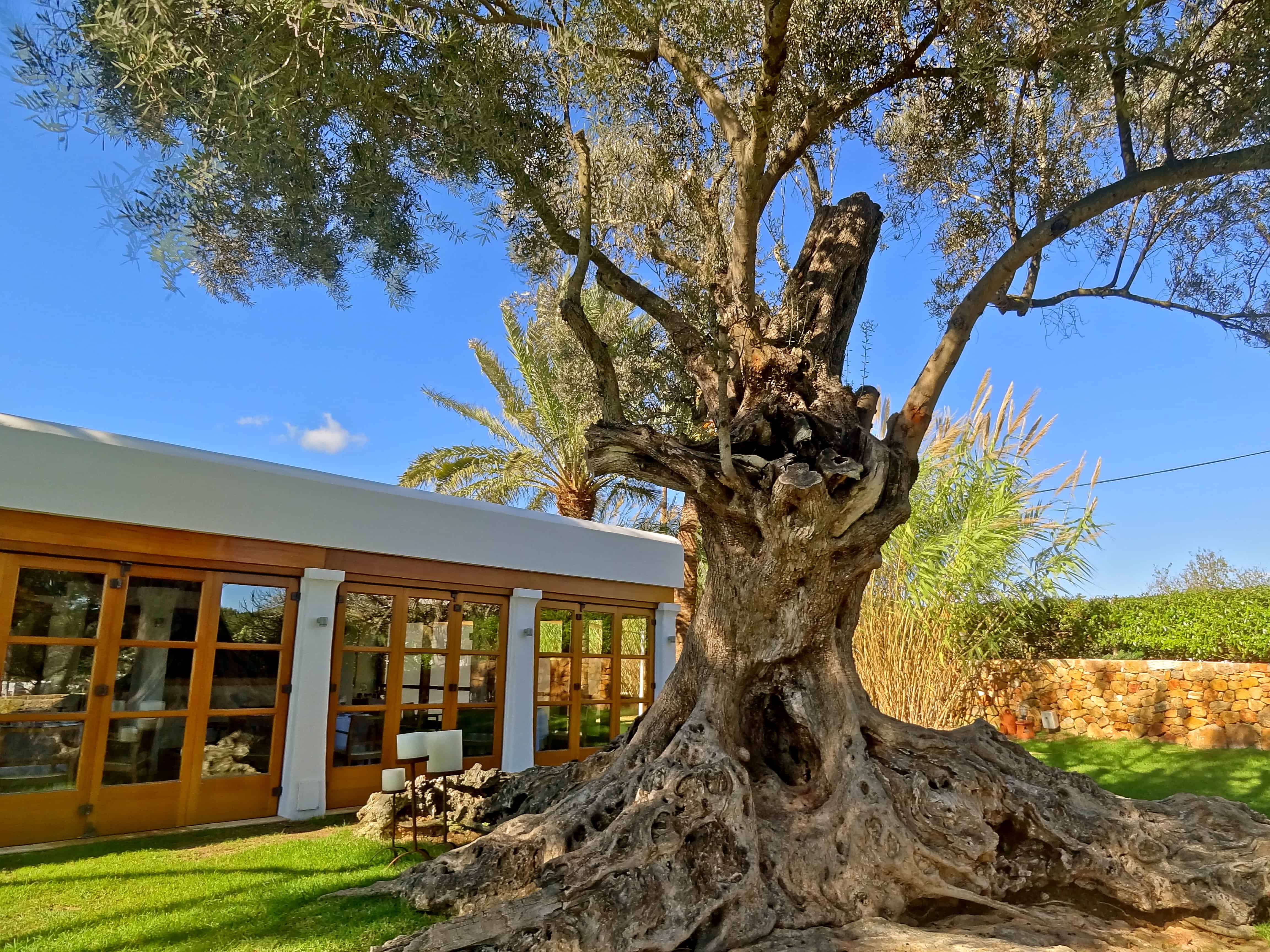 Olive tree pictures, Ibiza images