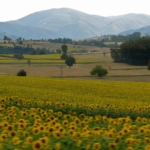 Turkey photos, Sunflower Turkey