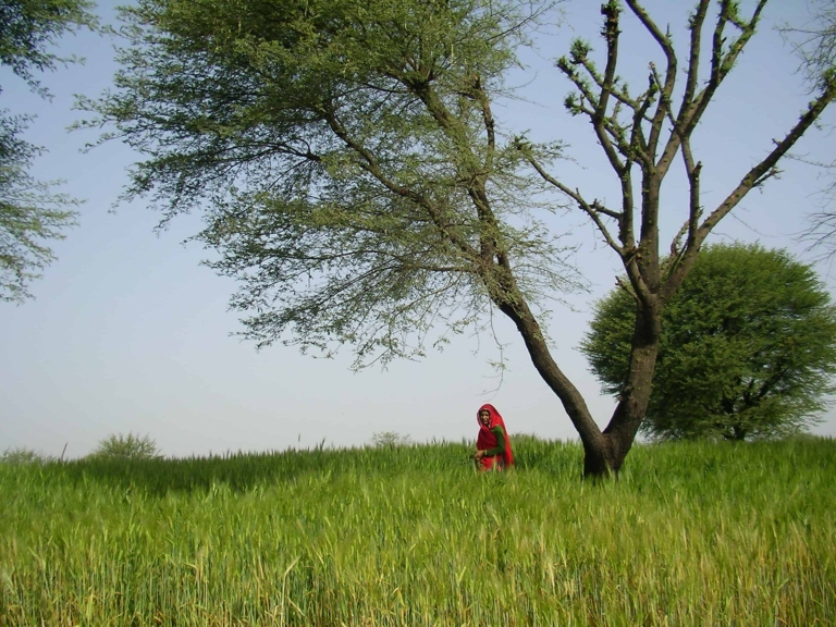 rural Rajasthan, Rajasthan life, Rajasthan farms