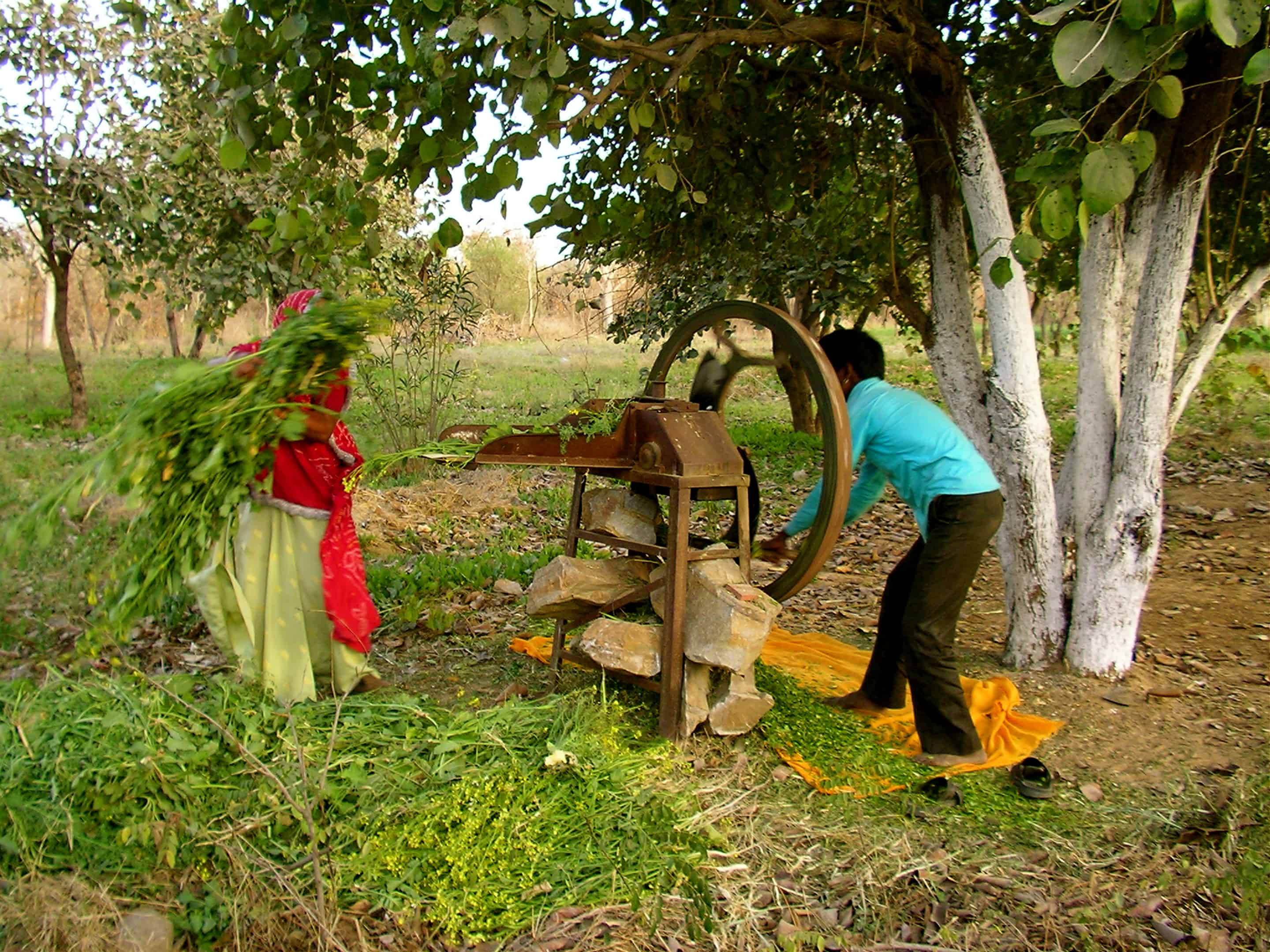 Rural Rajasthan, village life in India, Indian villages, Rajasthan culture