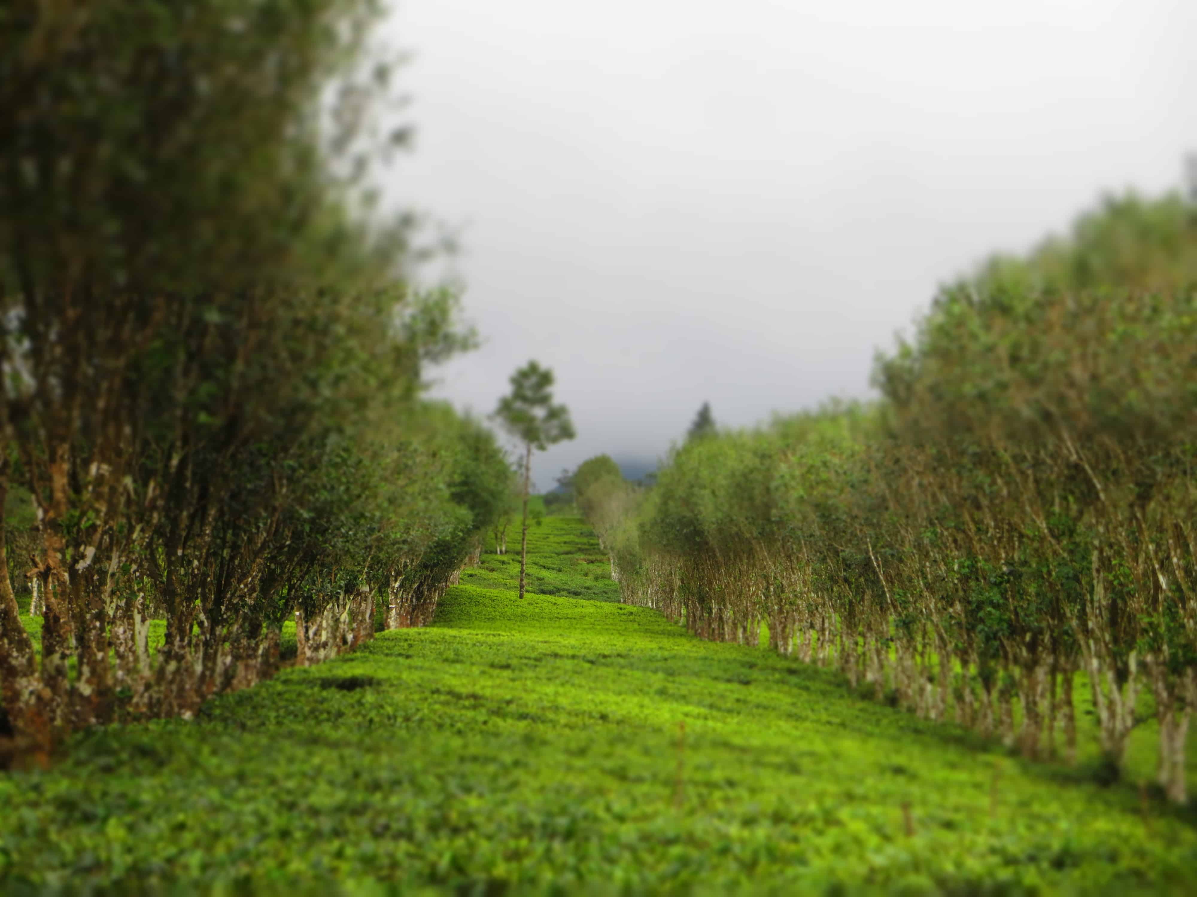 Kandy tea plantations Kandy tea plantations, Sri Lanka tea estates, Eco Sri Lanka, Madulkelle