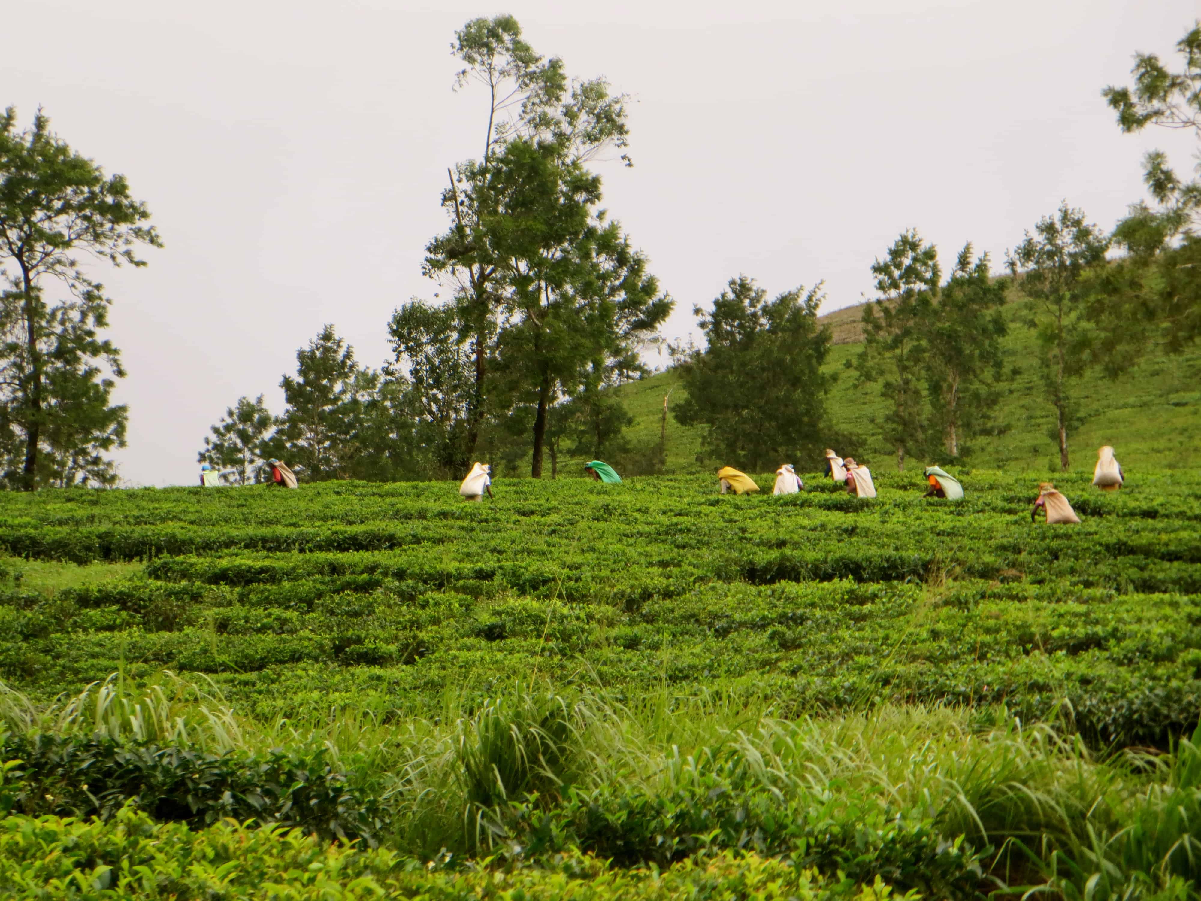 Sri Lanka tea estates Sri Lanka tea estates, Sri Lanka ecotourism, Sri Lanka hill country, Madulkelle