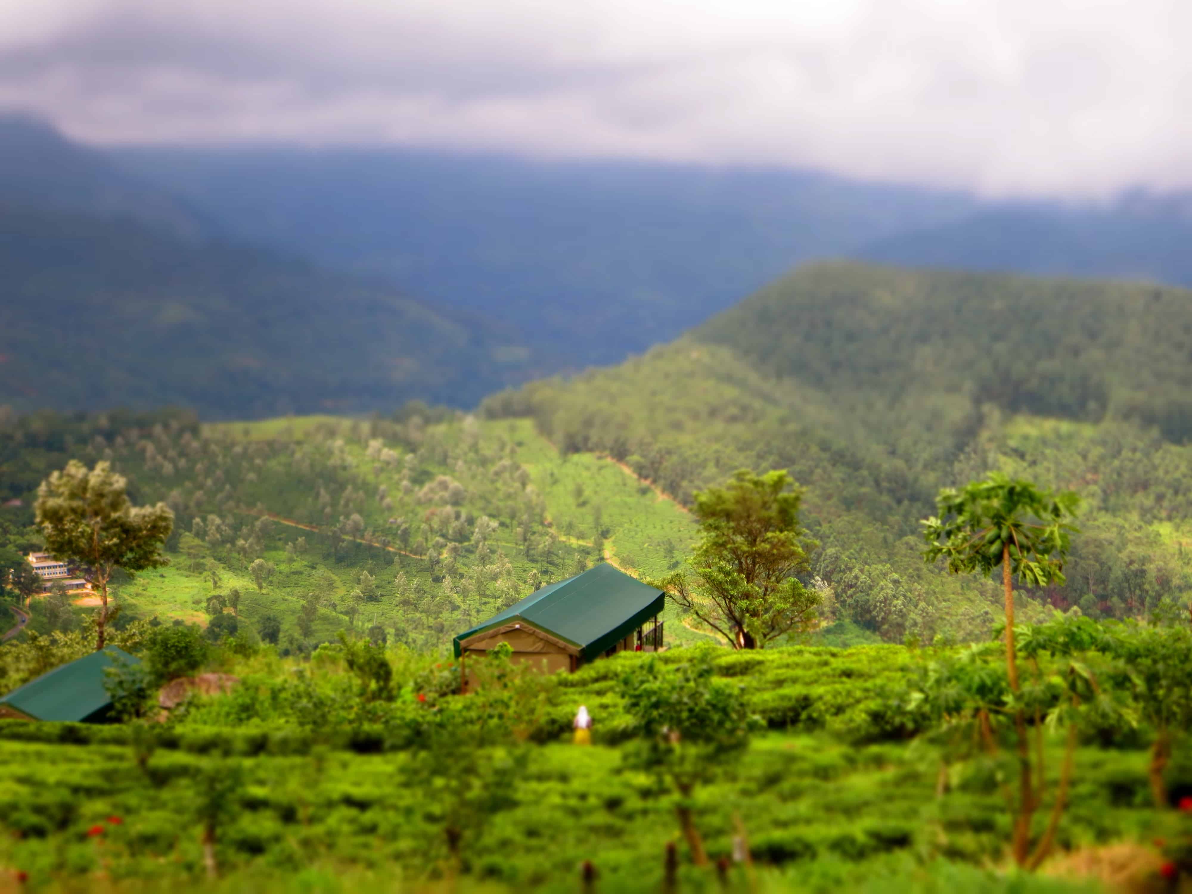 Madulkelle tea and eco lodge Madulkelle tea and eco lodge, eco Sri Lanka, Sri Lanka tea estates