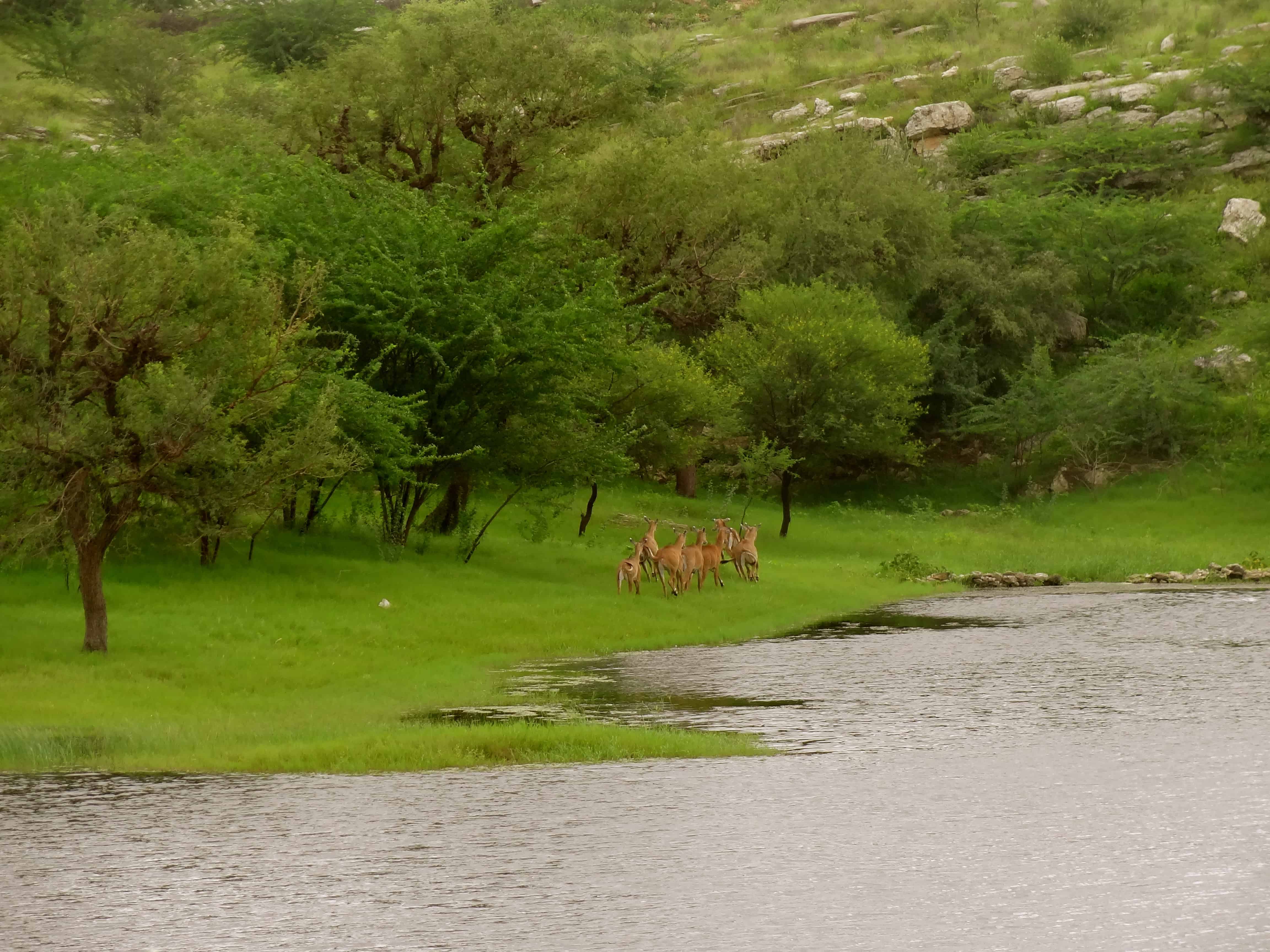 Rajasthan wildlife Lakshman Sagar, Pali Rajasthan, Rajasthan wildlife, antelopes