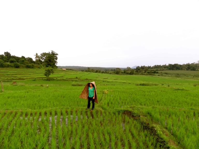 Coorg farm stay, Coorg photos, Coorg blog, Karnataka rice paddies