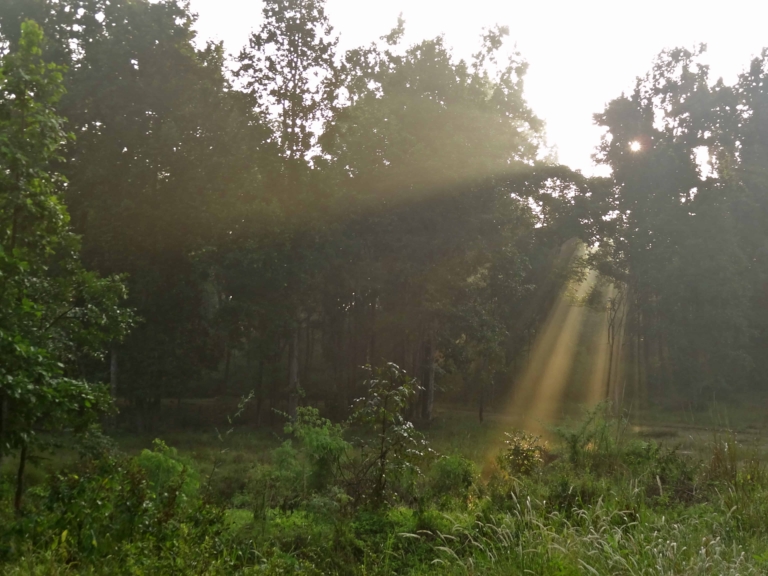 kanha national park, Kanha madhya pradesh