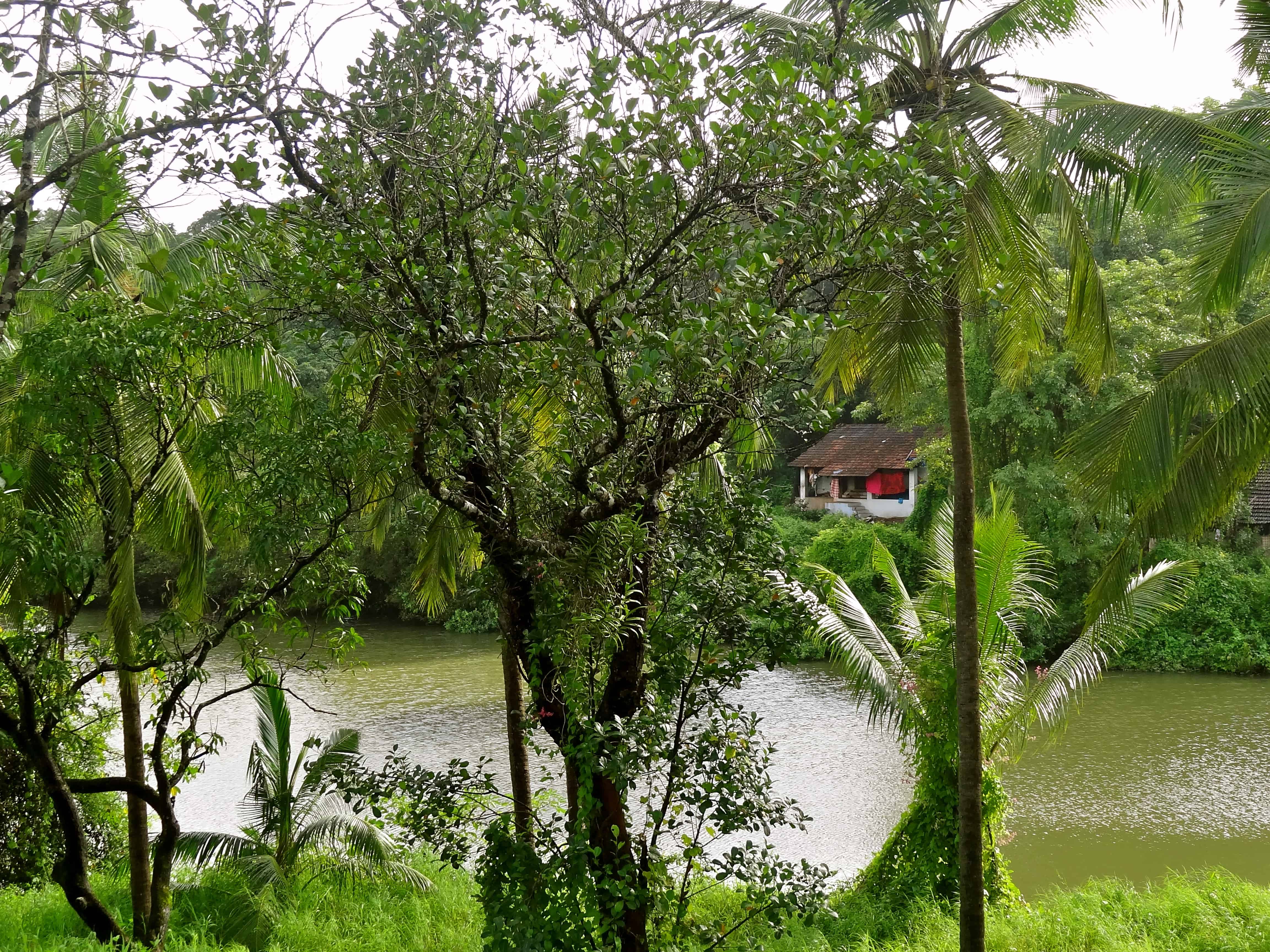 thivim backwaters, thivim