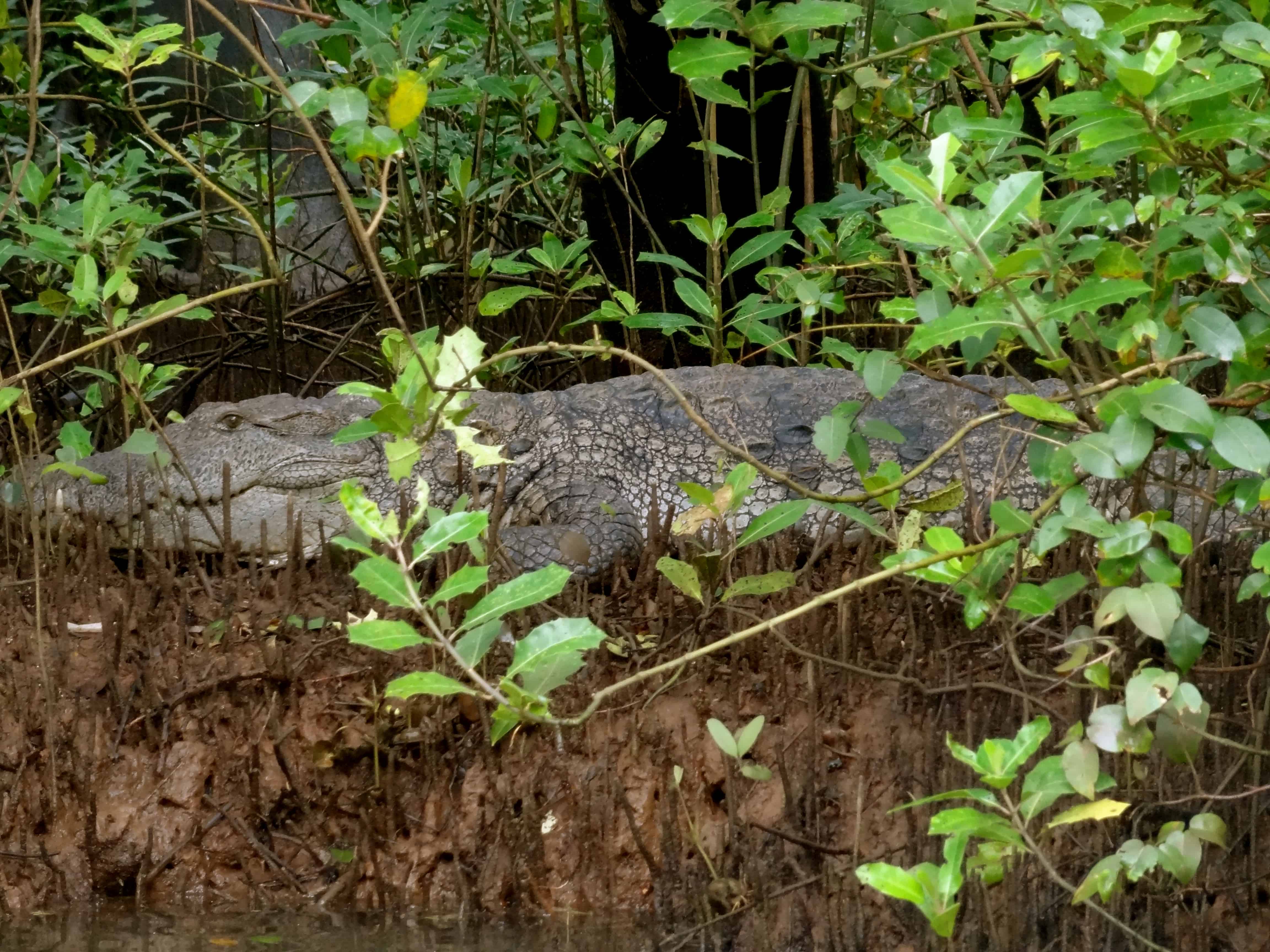goa wildlife, crocodiles goa, goa monsoon, goa backwaters