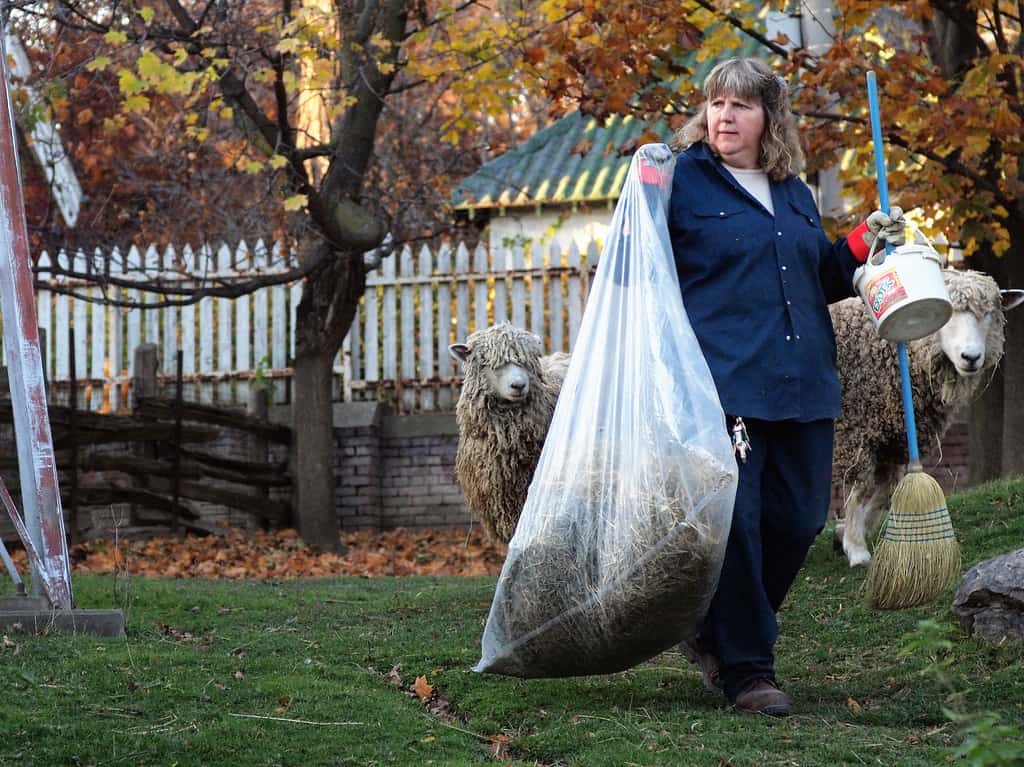 Riverdale Farm Toronto Riverdale Farm Toronto, free things to do in Toronto, Toronto offbeat