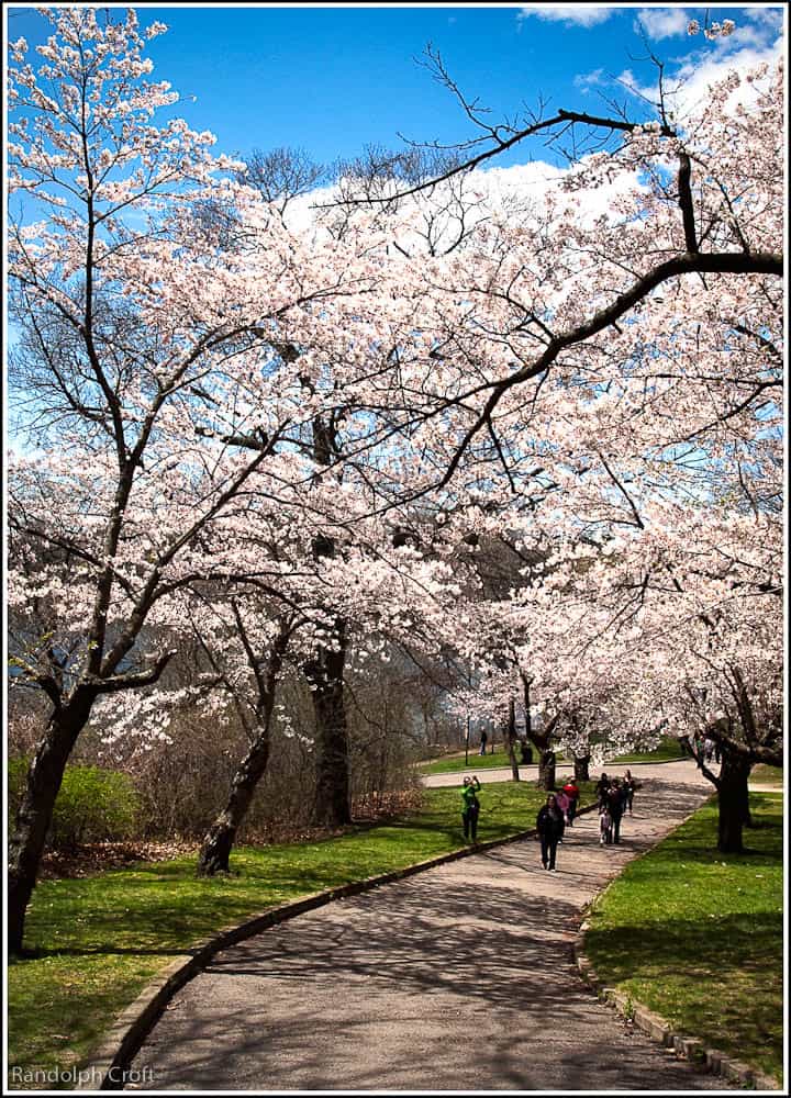 Hide Park Toronto Hide Park Toronto, Hide park cherry blossom, free things to do toronto, cheap things to do toronto