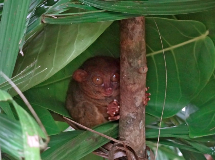 tarsier bohol, tarsier loboc