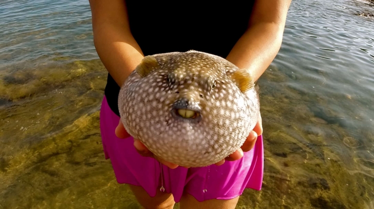 Costa Rica wildlife, puffer fish