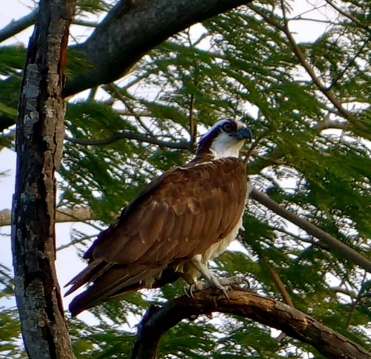 white bellied sea eagle ometepe wildlife, white bellied sea eagle