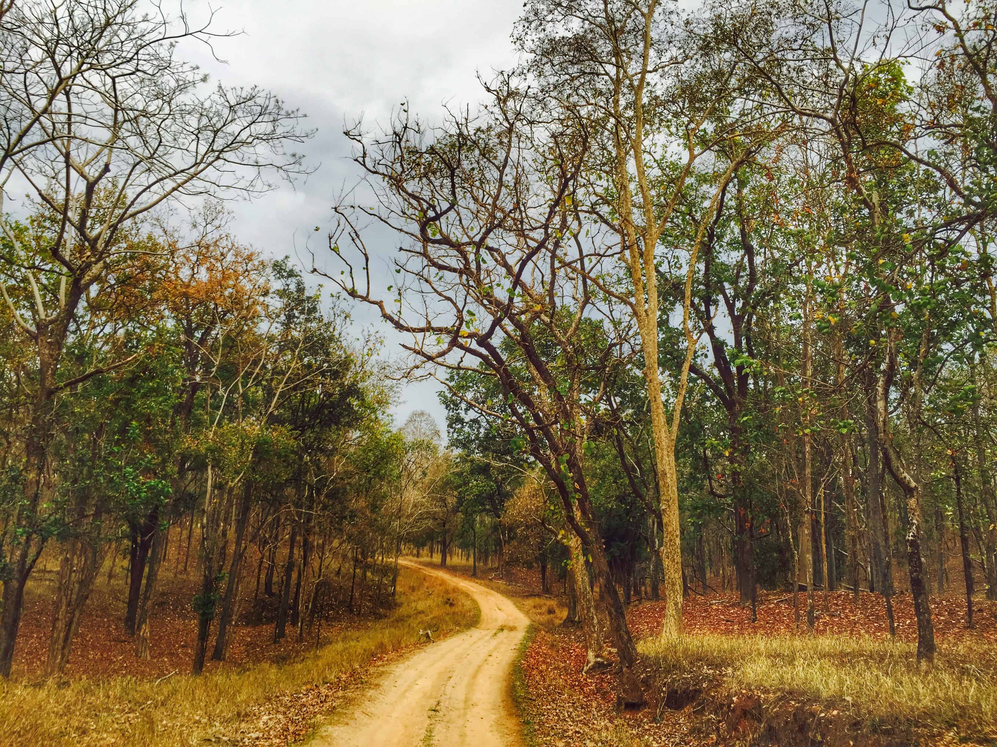 Pench national park, Pench madhya pradesh, Pench tiger reserve, Pench jungle safari