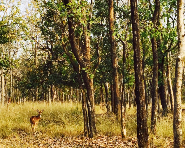 Pench National Park: Wandering in the Wild.