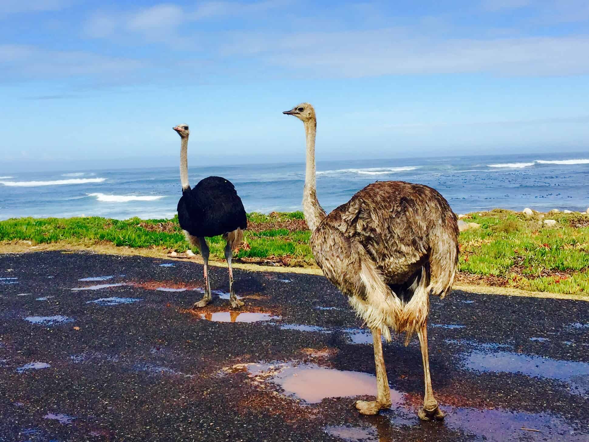 south africa natural beauty, south africa travel blog