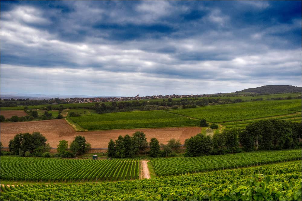 Germany wine regions German wines, Germany wine regions, Rheingau, #notjustbeer