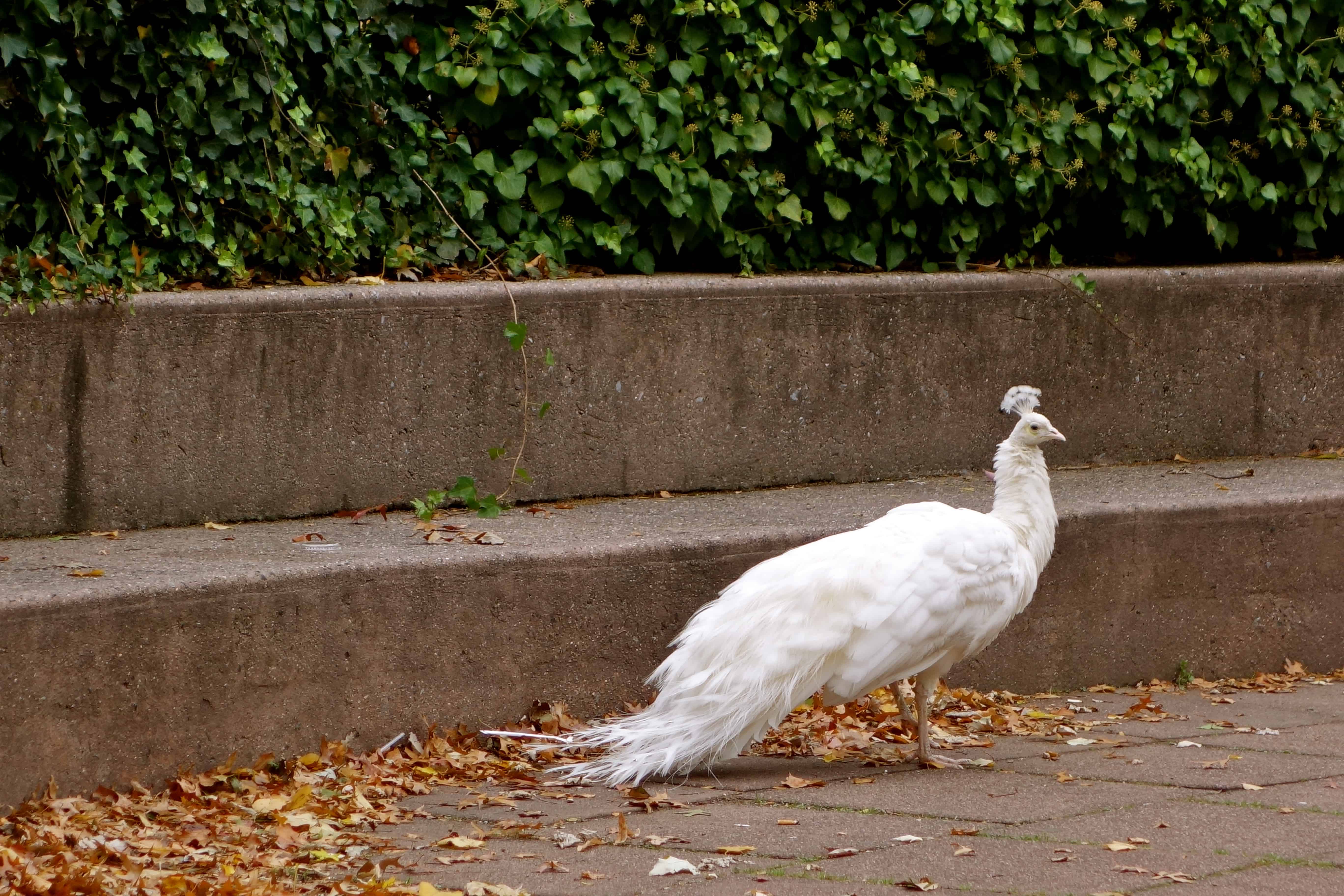 white peacock, albino peacock, new york peacocks