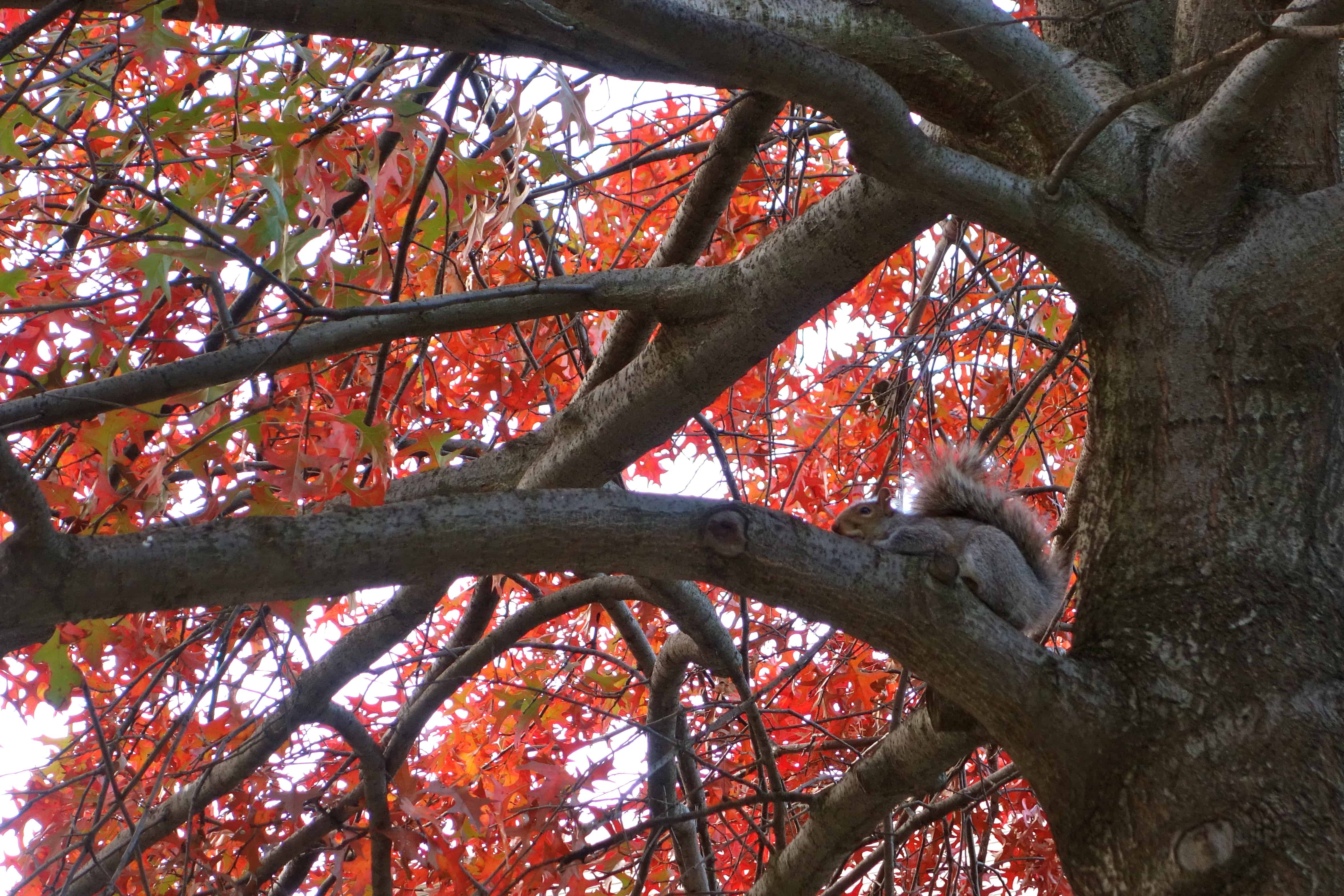 autumn blogs, autumn new york, fall colors nyc
