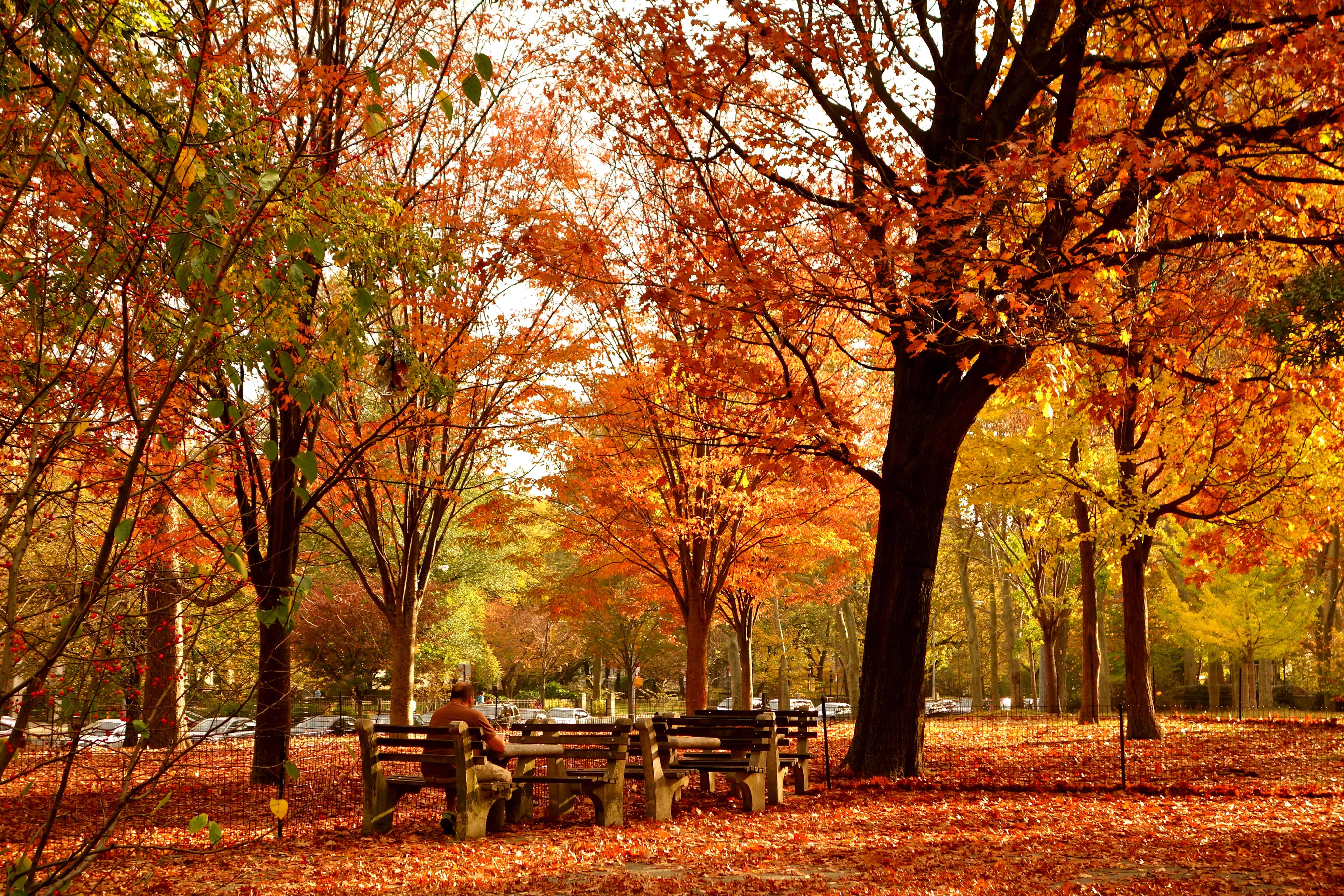 autumn essay, fall foliage nyc, autumn new york