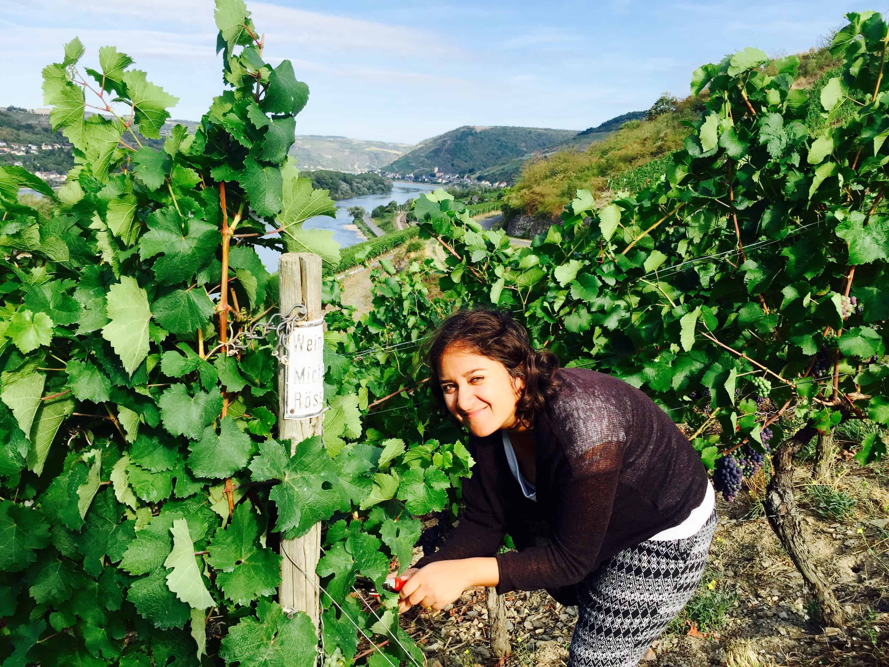 Rossler weingut lorch Rossler weingut lorch, lorch germany, living with a wine merchant