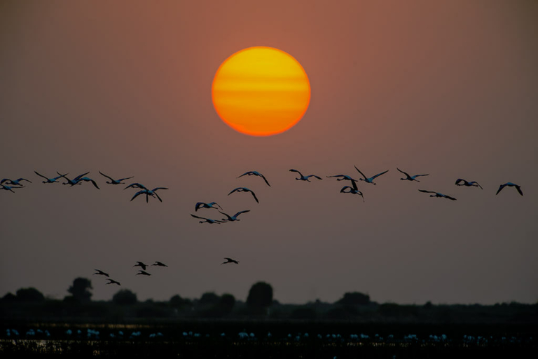 Gujarat travel guide, little rann of kutch
