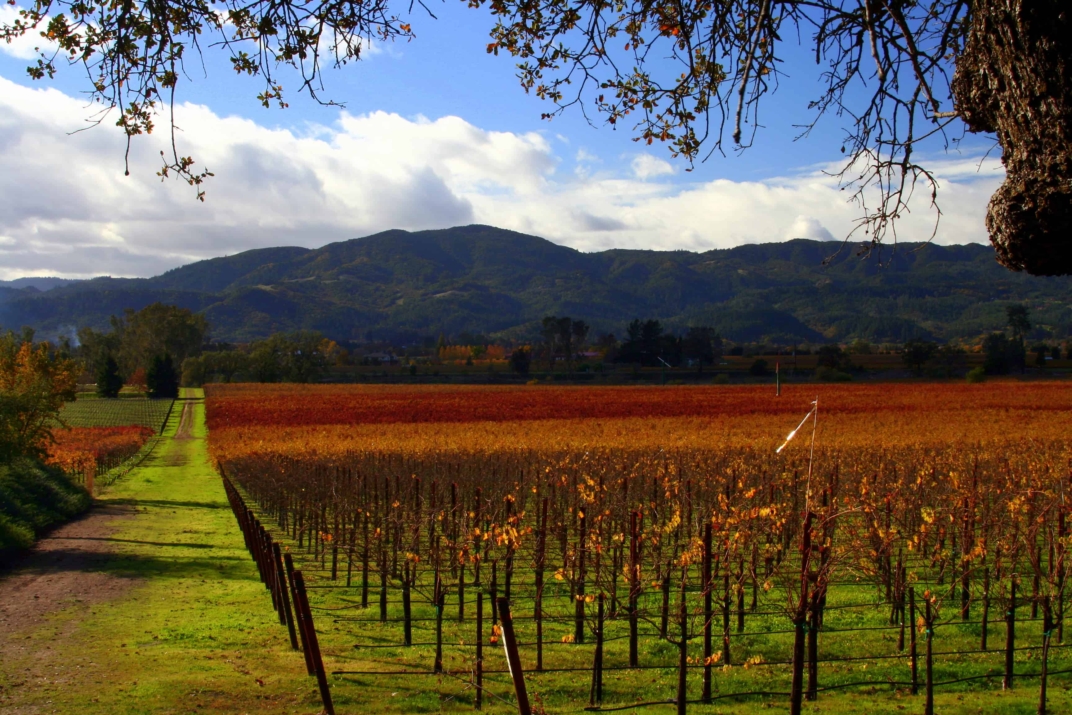 Napa valley, California contest, lufthansa san jose, travel contest india