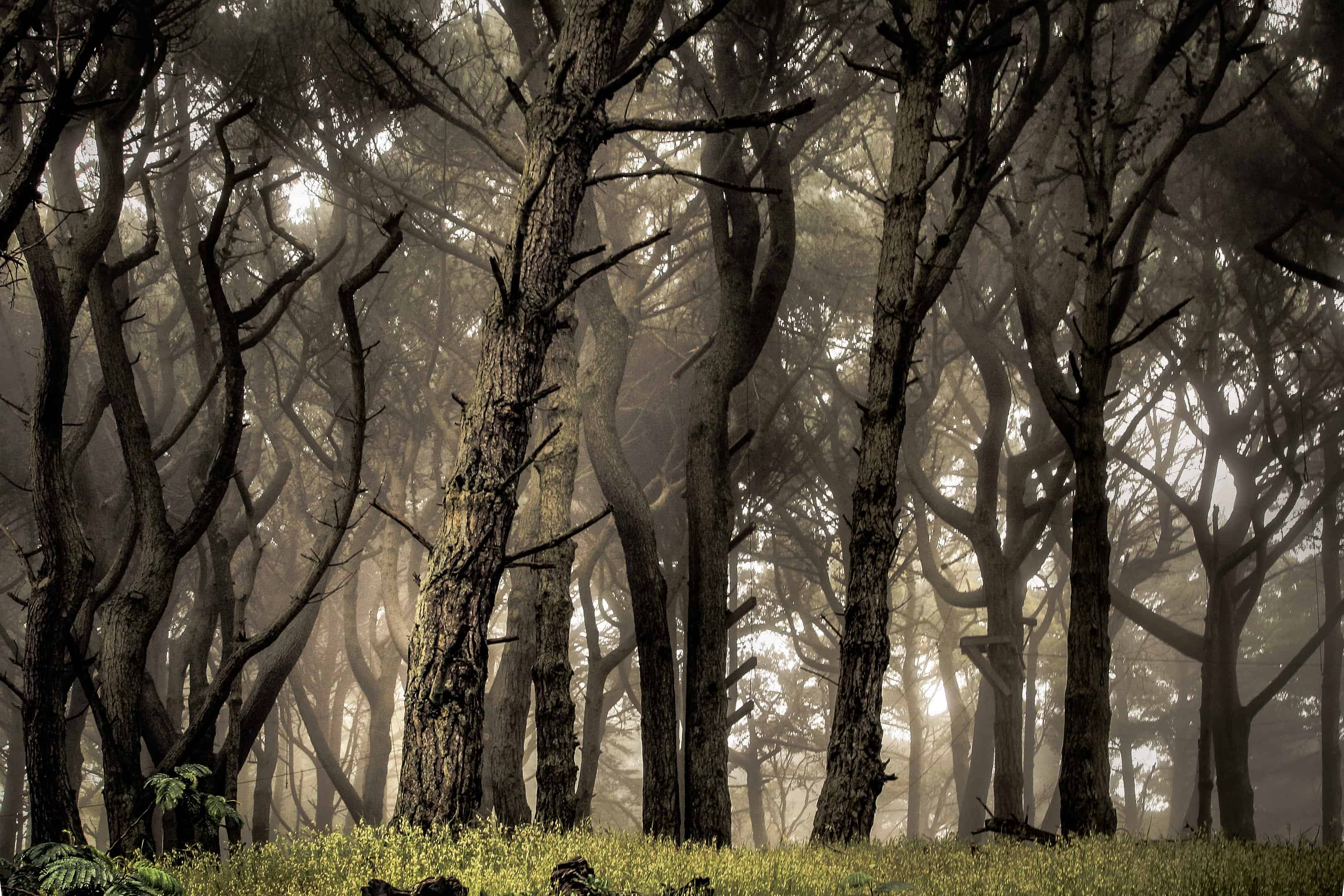 San Francisco forest, travel contest blogs, travel contest india