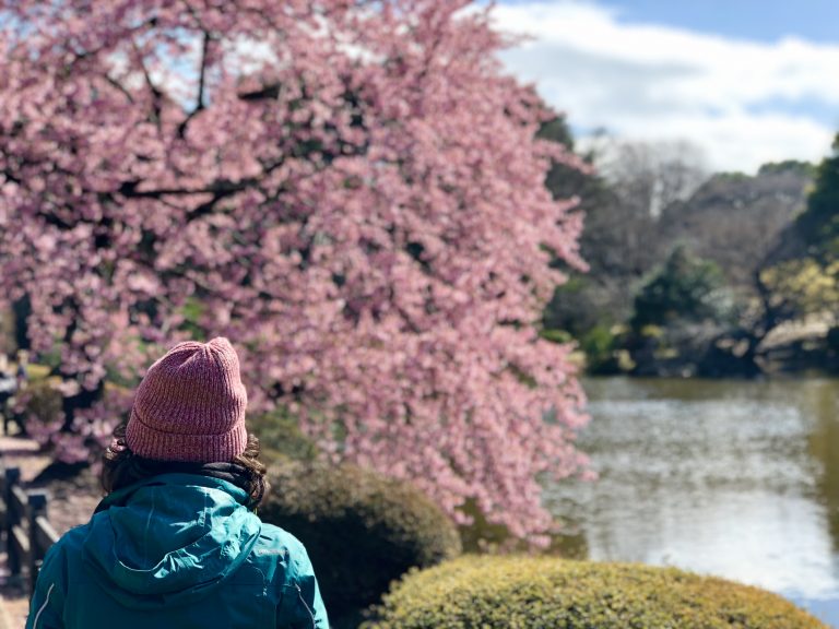 Japan cherry blossom, japan visa for indian, japan visa requirements for Indian citizens