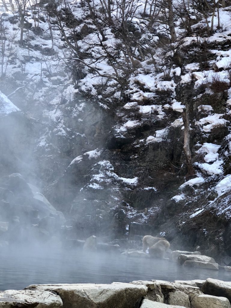Japan snow monkeys snow monkeys in japan