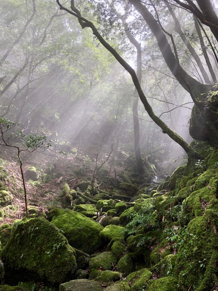 Yakushima island moss forest in japan on the yakushima island