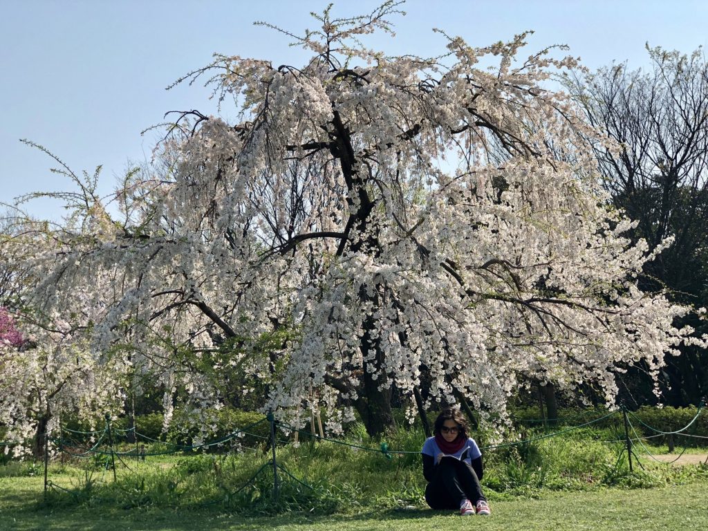 solo travel japan cherry blossom japan, reasons to visit Japan, solo travel japan