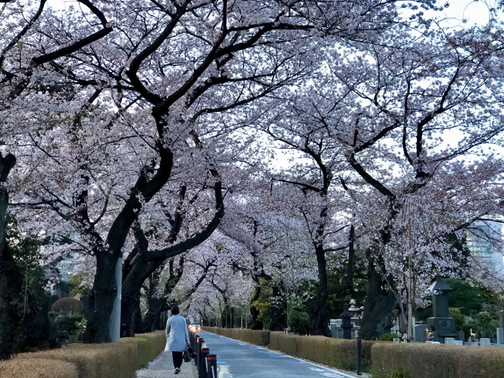 cherry blossom 2018 cherry blossom Japan, sakura japan, cherry blossom 2018