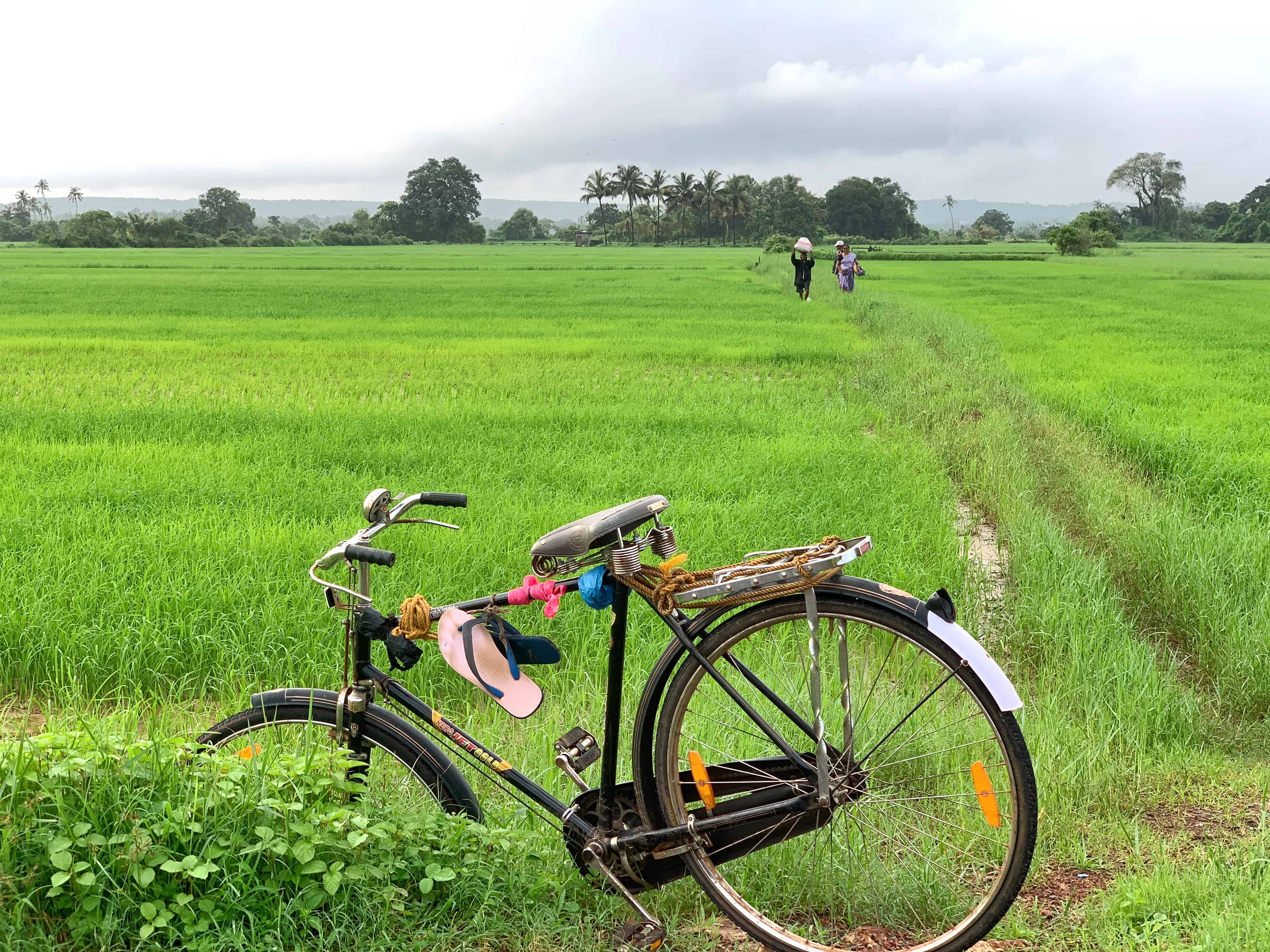 impact of climate change on agriculture india impact of climate change on agriculture india, rice farming india, climate change india, haryana farmers