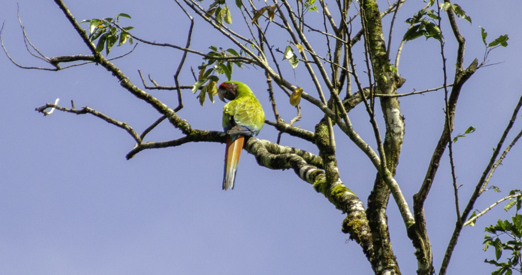 Great green macaw