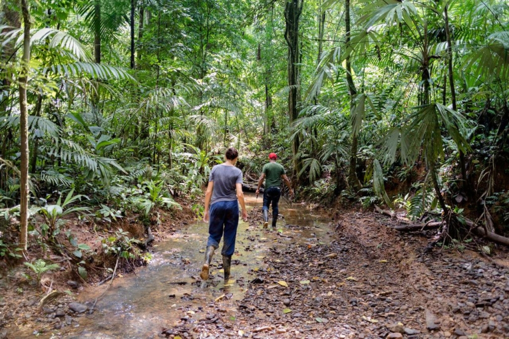 Indio maiz biosphere reserve forest
