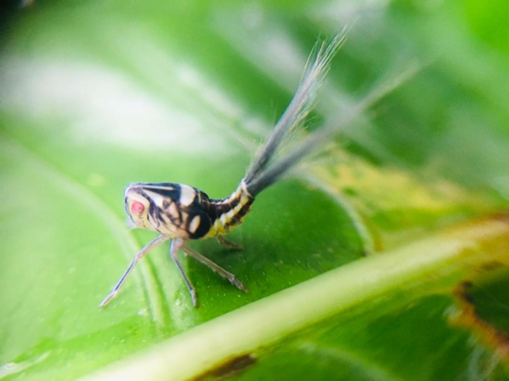 indio maiz biodiversity