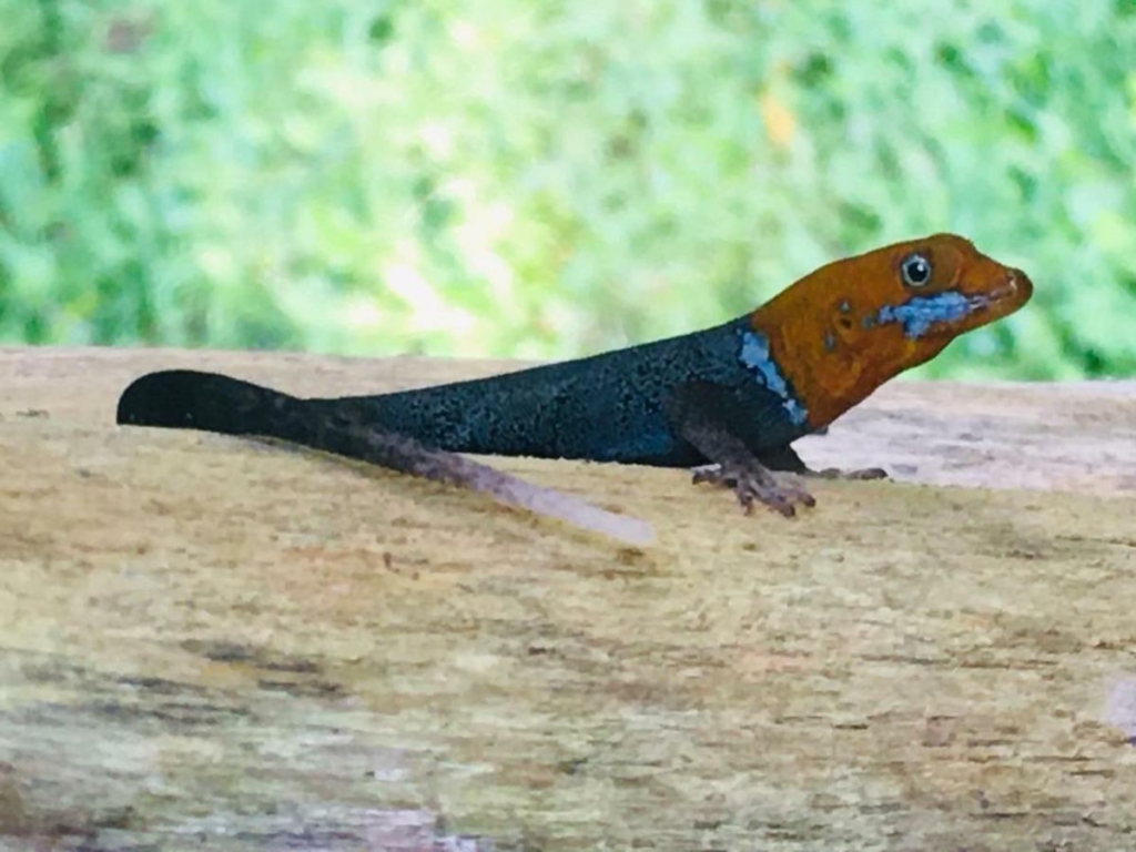 indio maiz biodiversity project